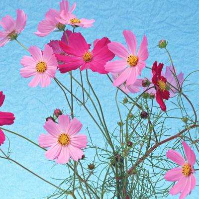 彩信平台官网app下载截图